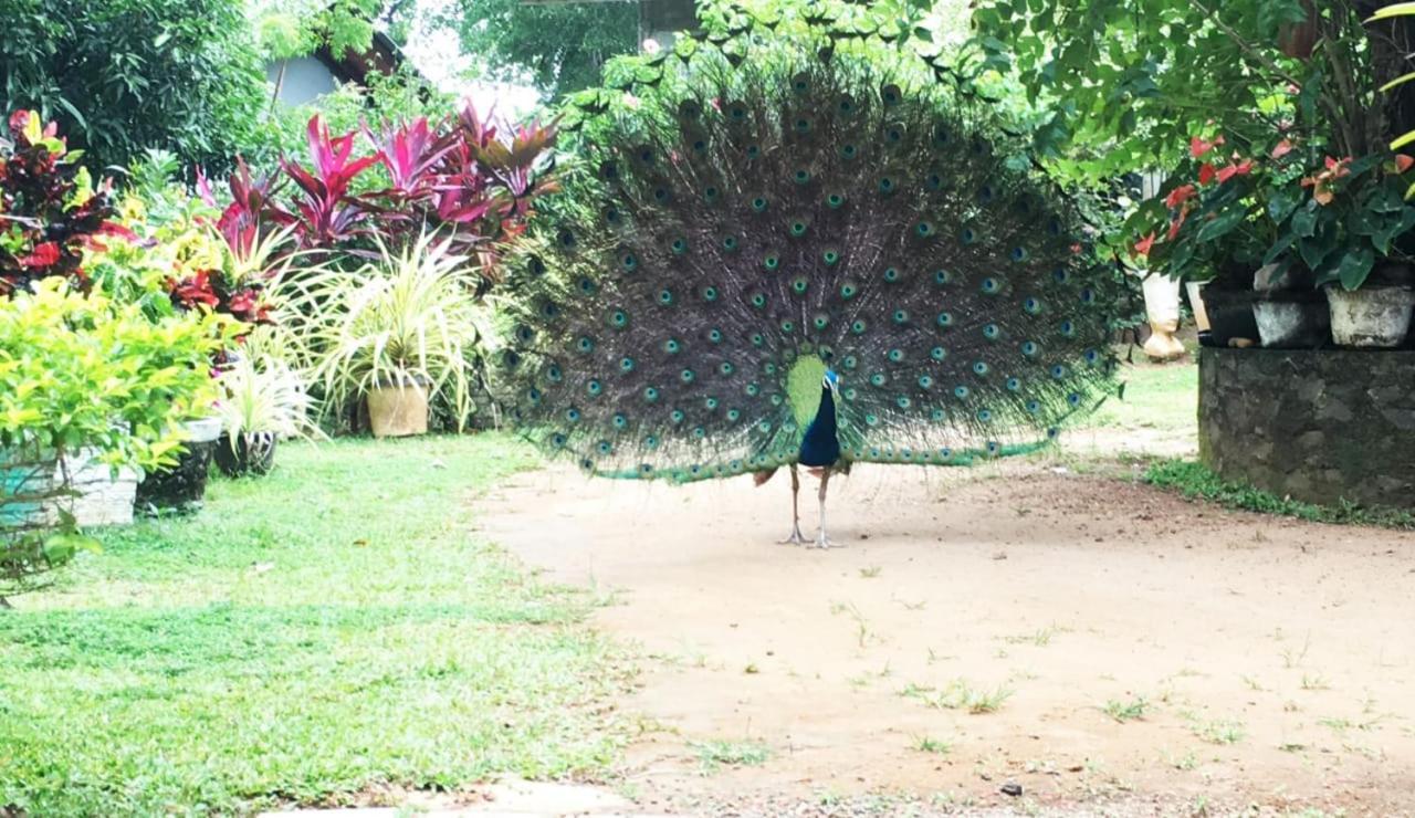 Bird House Homestays Tangalle Ngoại thất bức ảnh