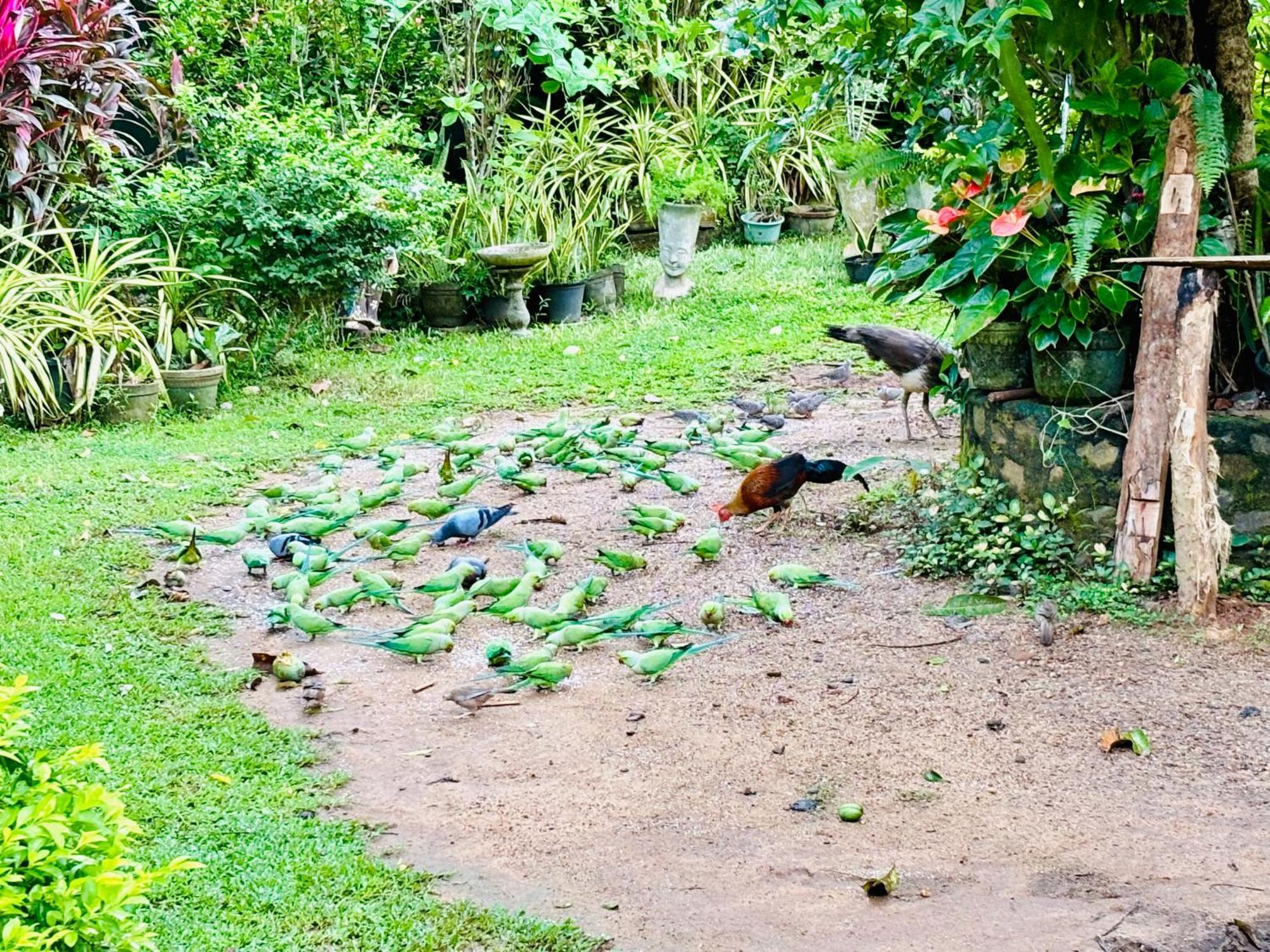 Bird House Homestays Tangalle Ngoại thất bức ảnh